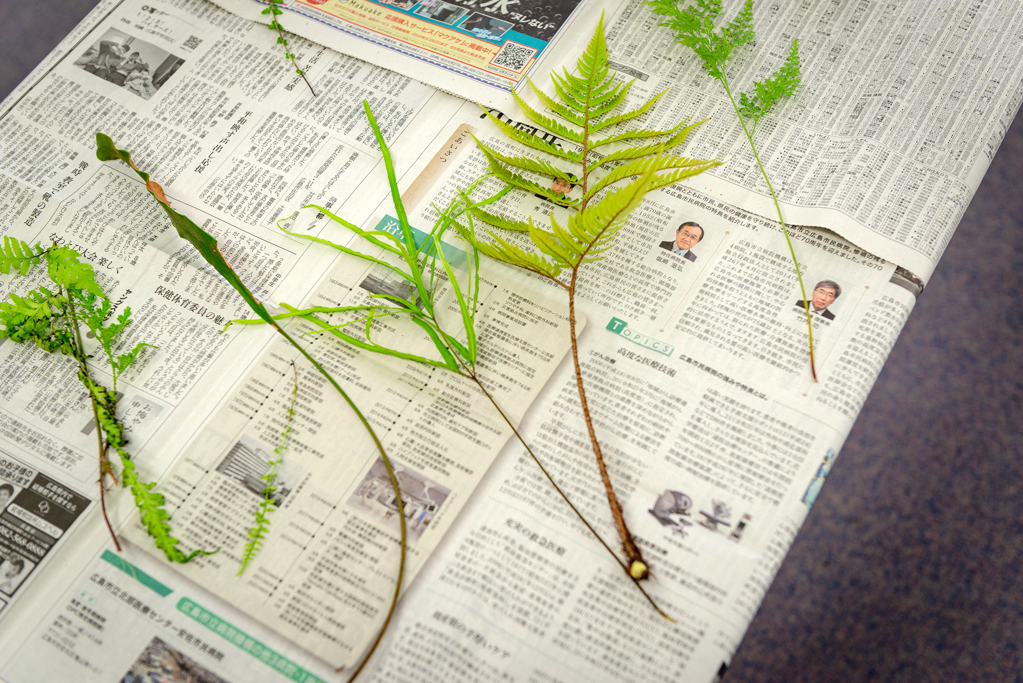 植物採集と押し葉標本づくり