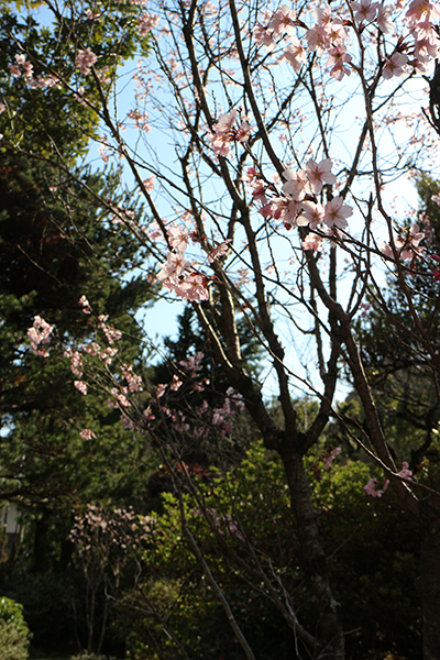 「アイズピリをめぐる人々　第一章：画廊と出会い、共に歩んだ時代」が始まりました